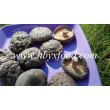 Champignons shiitake entiers séchés lisses